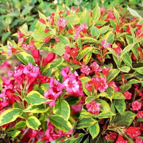 Weigela florida 'Brigela' - Kaunis veigela 'Brigela' P9/0,55L